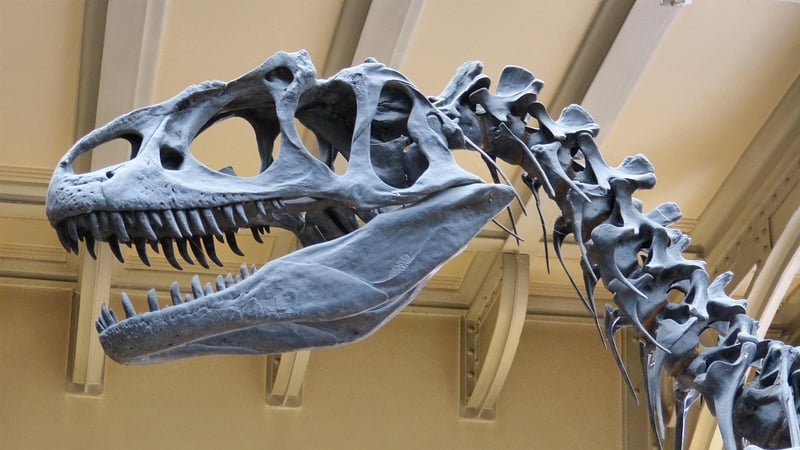 Dinosaur Encounters